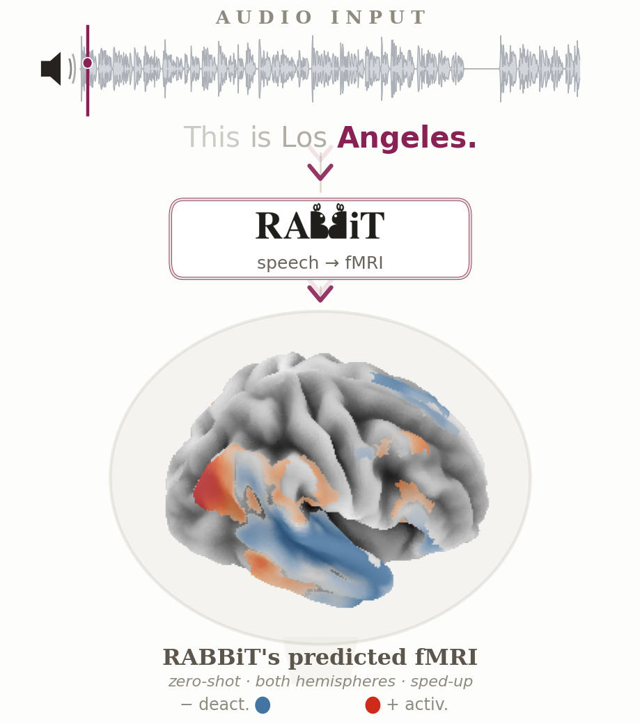 RABBiT predicting fMRI BOLD from speech, both cortical hemispheres